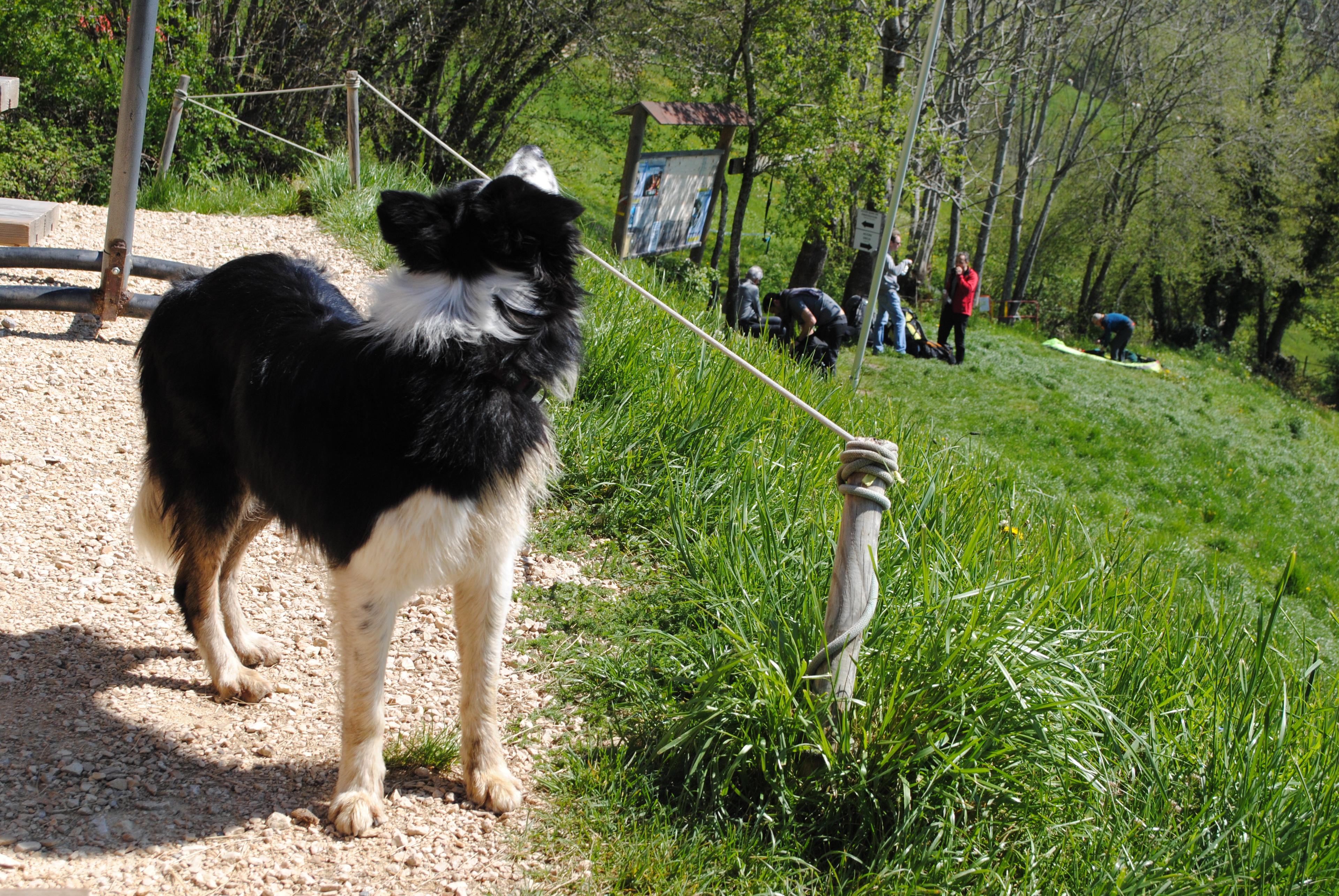 Notre décollage de parapente, avec le chien 'Chaussette' du plateau